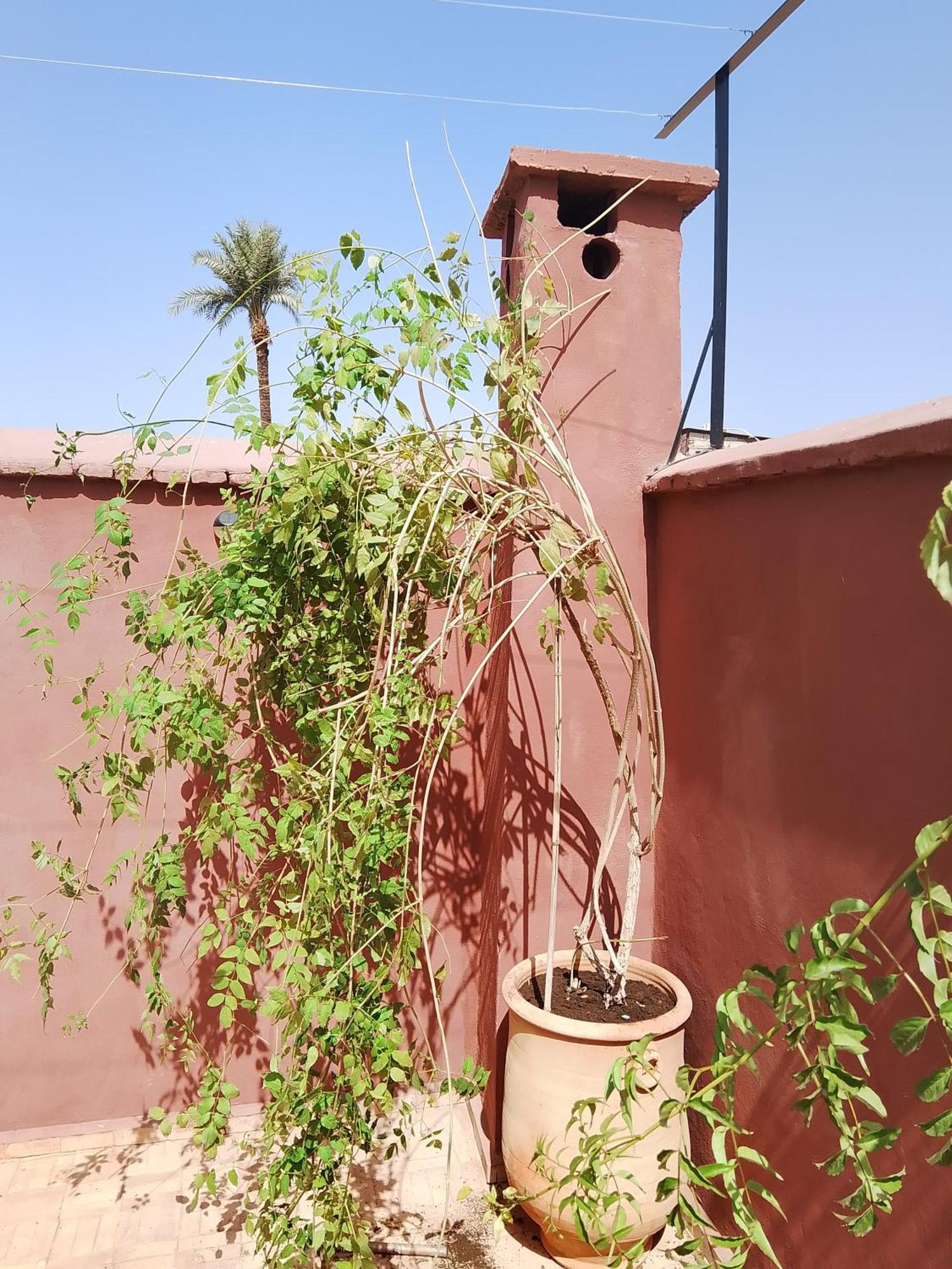 Riad Paquerette مراكش المظهر الخارجي الصورة